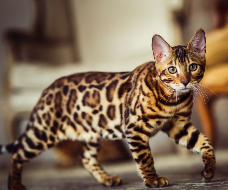 Kucing Bengal merupakan merupakan salah satu jenis kucing yang populer karena corak bulunya yang unik