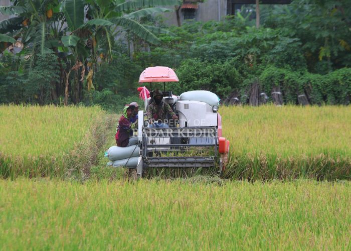 Petani di Kelurahan Semampir, Kota Kediri memanen padi menggunakan mesin combine harvester. Awal Maret ini harga gabah di tingkat petani jauh lebih tinggi dibanding harga pembelian pemerintah (HPP).