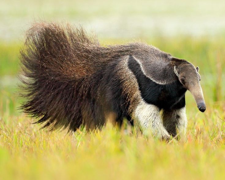 Anteater- hewan pemakan semut