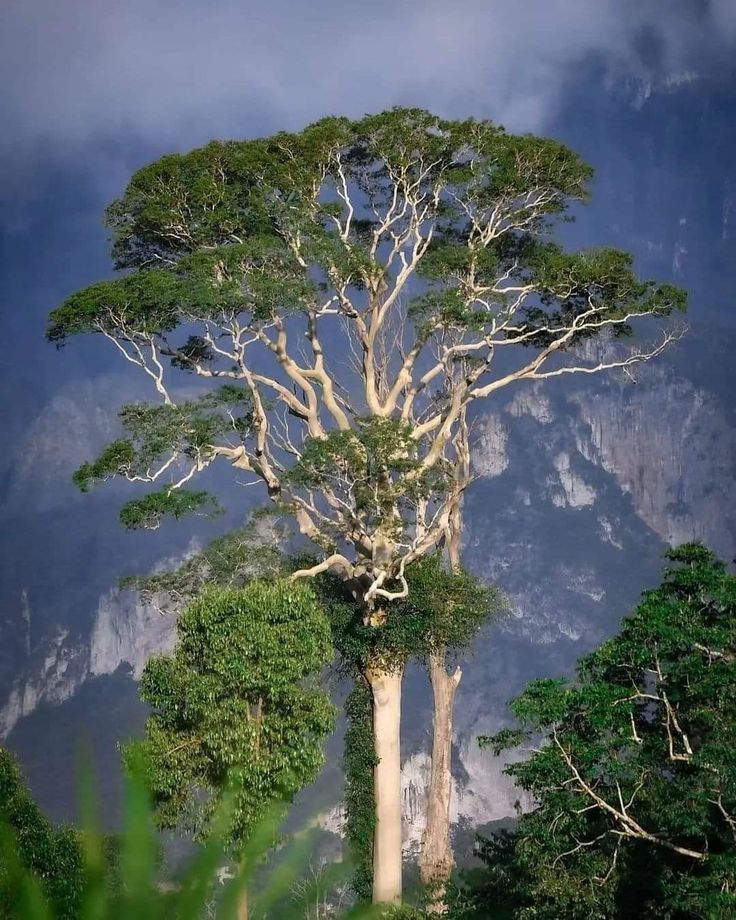 Pohon Tlogosari (Peltophorum pterocarpum) merupakan jenis pohon besar yang berasal dari daerah tropis Asia.