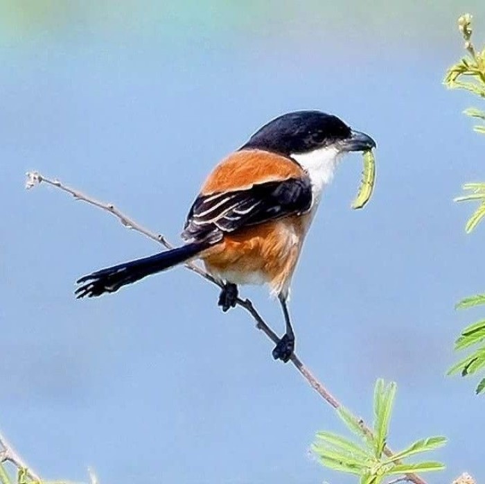 Burung Condet