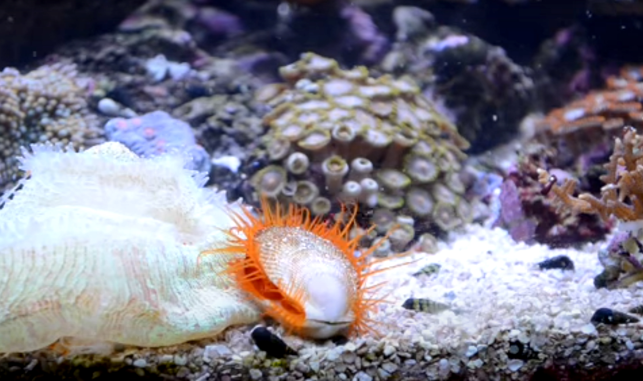Kerang Flame Scallop