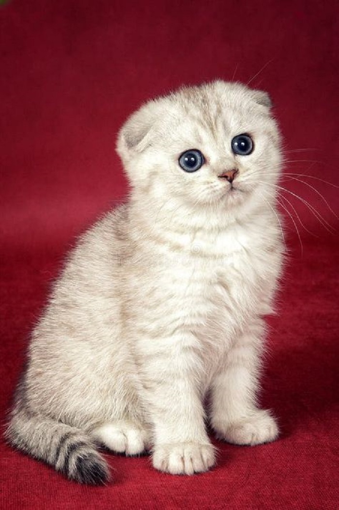 Mengenal Kucing Scottish Fold, Kucing Gemoy dengan Telinga Terlipat