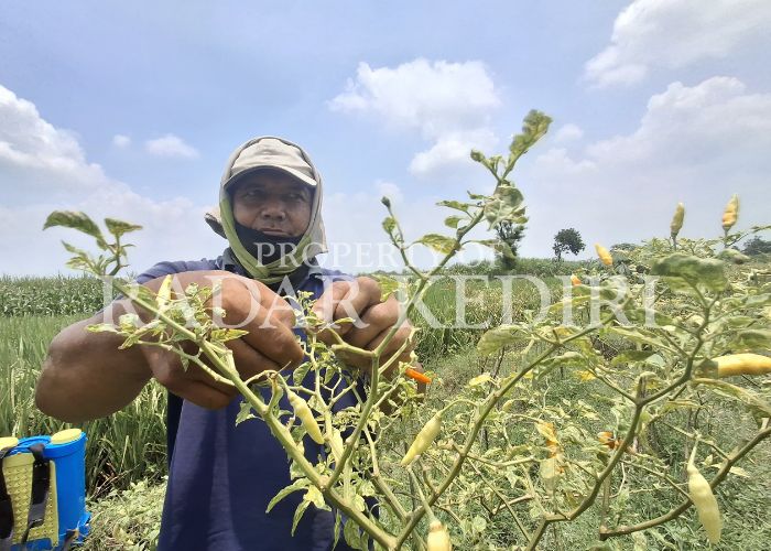 TURUN HARGA: Petani memetik cabai rawit yang sudah tua.