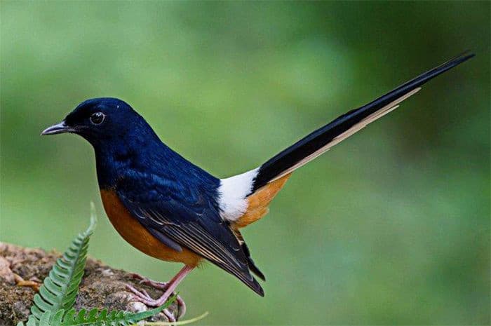 Burung murai dengan bulu yang indah.