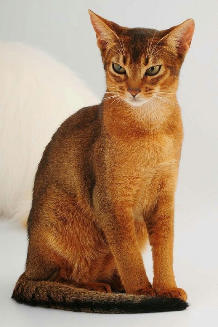 Kucing Abyssinian