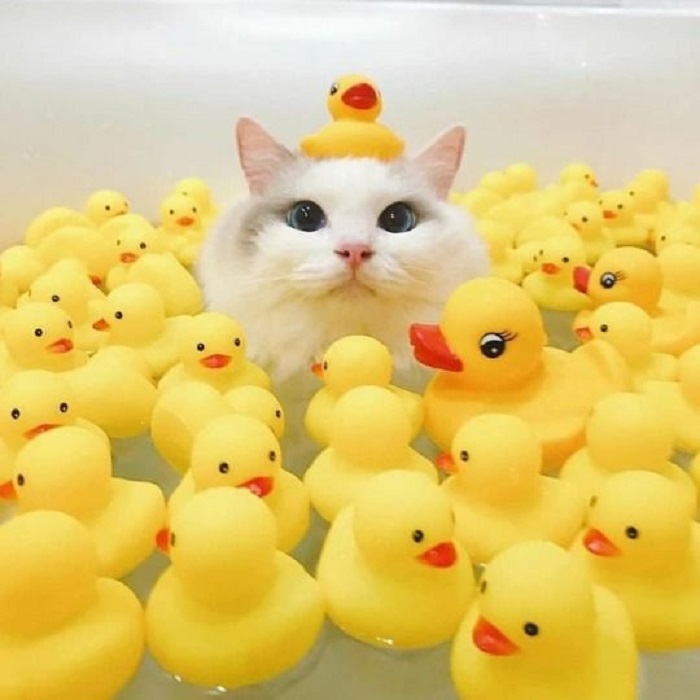 Apakah Kucing Perlu untuk Dimandikan? Simak penjelasannya!