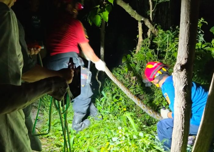BIKIN HEGOH: Petugas damkar Kota Kediri menangkap ular phyton yang berkeliaran di pemukiman warga di Kelurahan Bandarkidul.