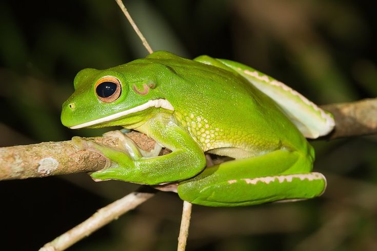 Ilustrasi katak hijau