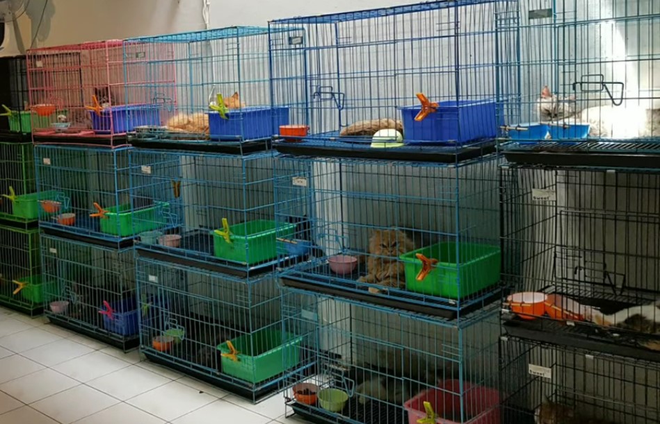 Penitipan Kucing selama lebaran, jangan sampai salah pilih