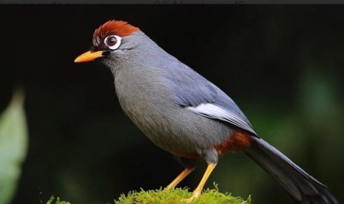 Poksay Mandarin, jantan dan betine berbeda kicauan