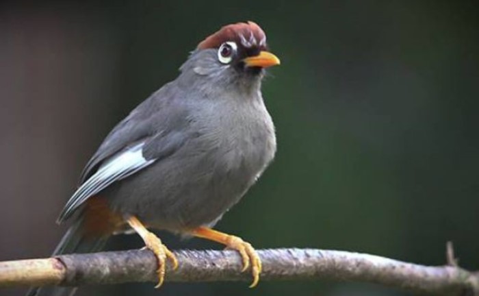 Poksay Mandarin, bisa dipelihara secara soliter