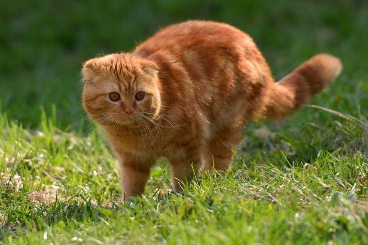 Kucing British Shorthair