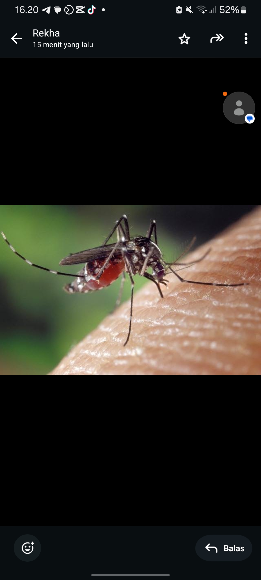 Nyamuk Aedes Aegypti menjadi penyebab seseorang terkena chikungunya.