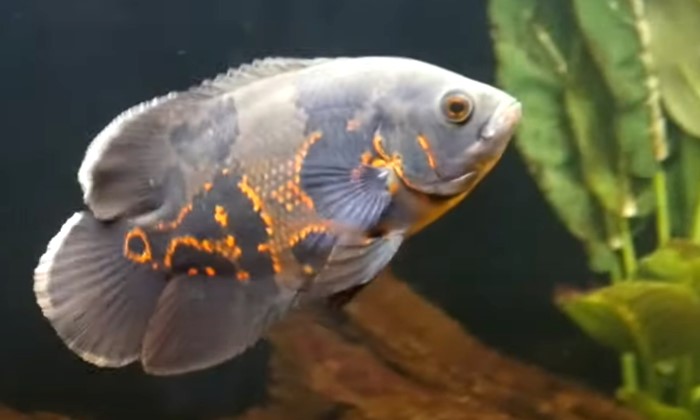 Ikan Oscar