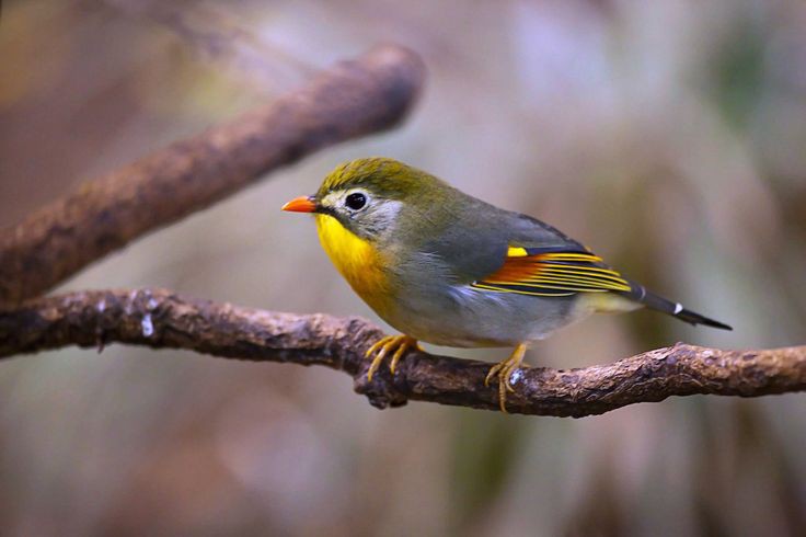 Burung Robin,  banyak mitos menyertainya