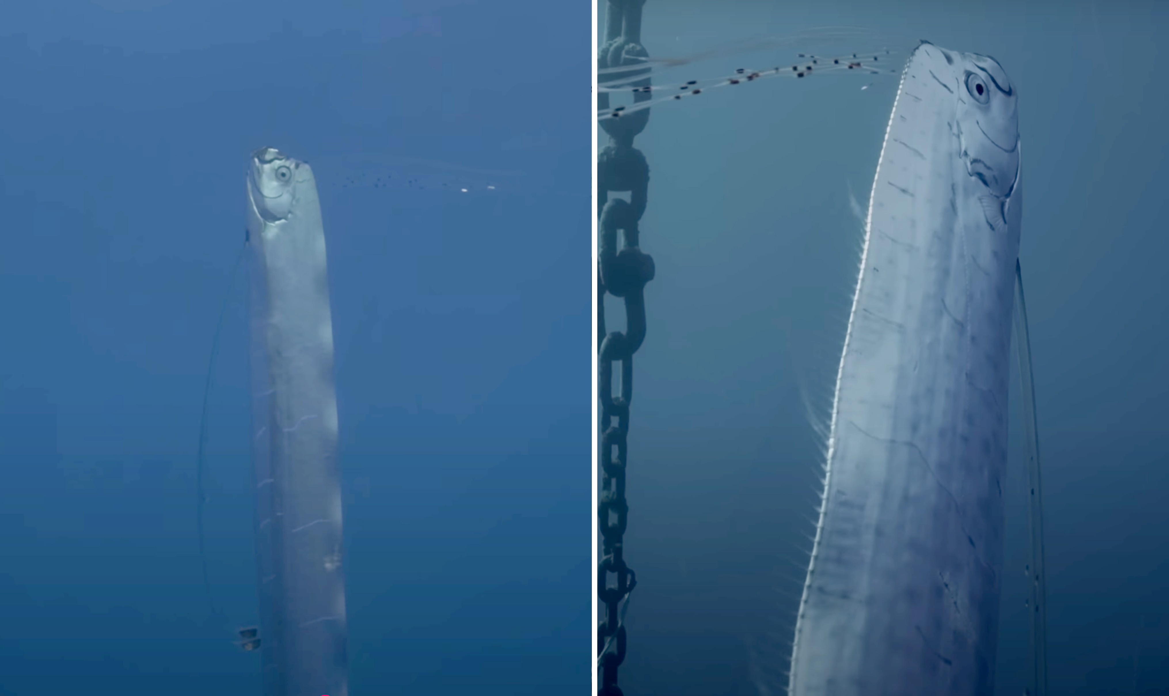 Oar fish, penghuni laut dalam yang misterius