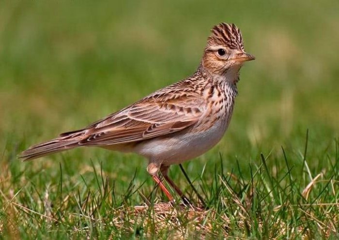 Burung Branjangan