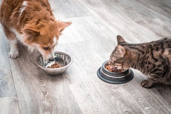 Kucing dan Anjing punya Cara Tersendiri dalam Memilih Makanan, Salah Satunya Perbedaan Mengecap Rasa