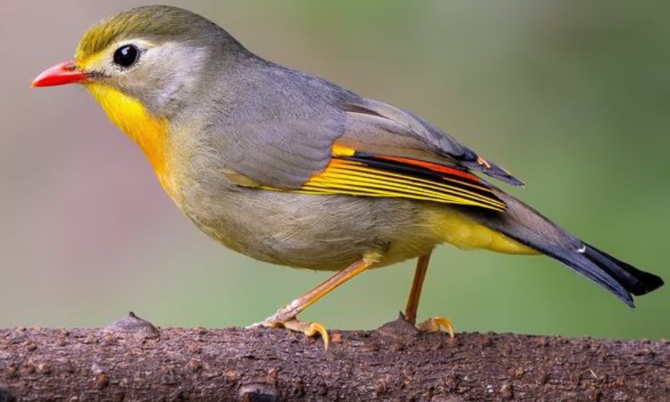 Burung Robin, mudah menyebar karena mudah beradaptasi dengan habitat baru