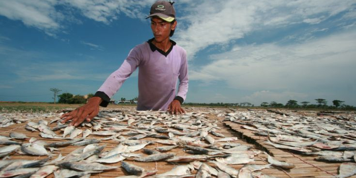 Pekerja menjemur ikan asin di desa Lombang, Kec. Juntinyuat, Indramayu, Jawa Barat