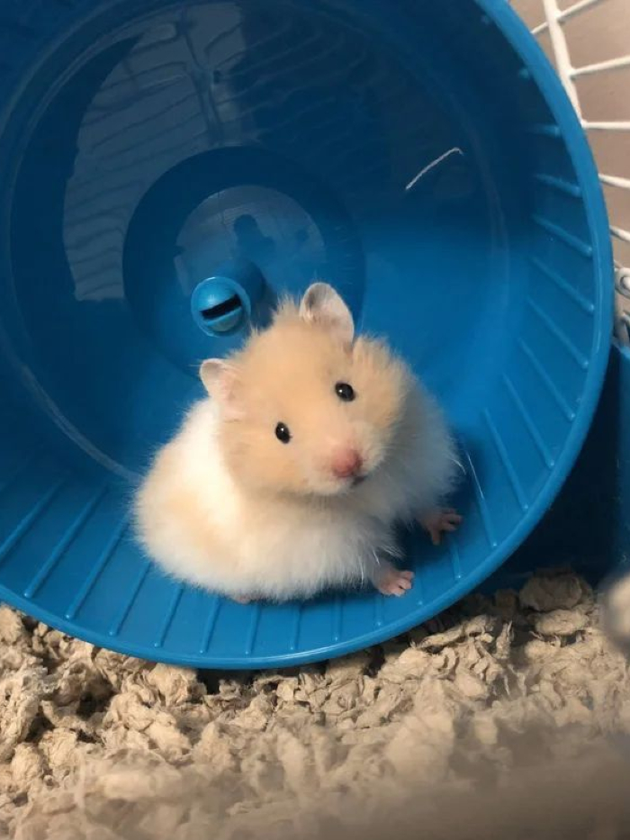 Foto Hamster Lucu