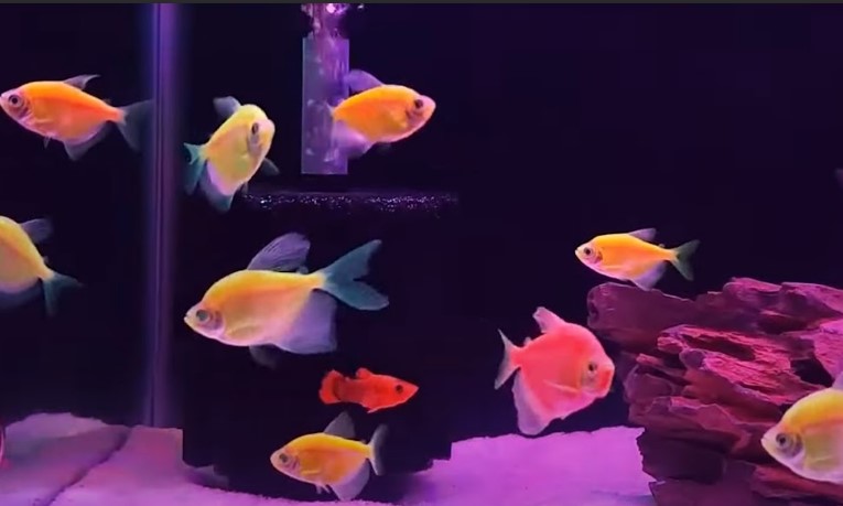 Ikan Glow Fish