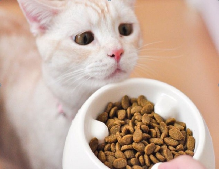 Cara Membuat Camilan Kucing Homemade salah satunya Dengan Telur Ayam