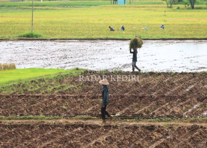 Petani di Desa/Kecamatan Grogol memanen padi mereka. Meski jumlah panenan melampaui kebutuhan konsumsi, Kementan mematok target luasan tanaman padi yang lebih besar lagi tahun ini.