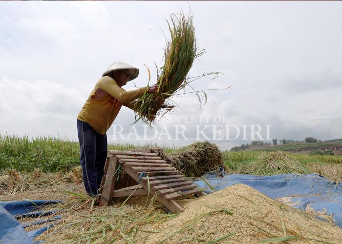 Petani di Desa Manyaran, Banyakan memanen padi mereka. Di musim hujan ini kadar air padi panenan petani sangat tinggi hingga menyulitkan proses pengeringan dan menurunkan kualitas gabah.