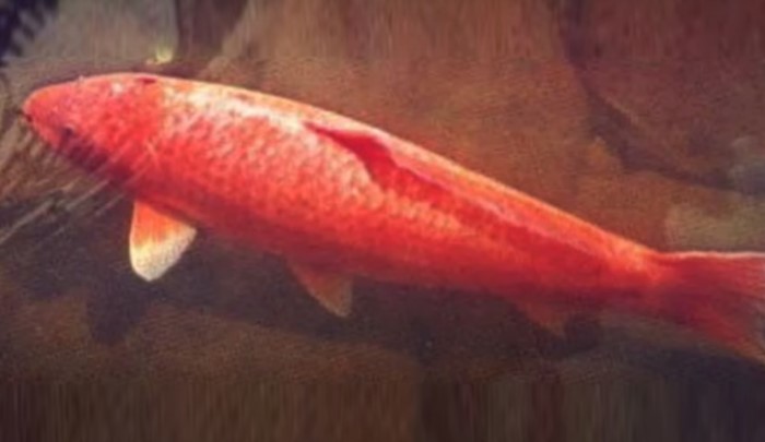 Ikan Koi Hanako Berusia 26 Tahun