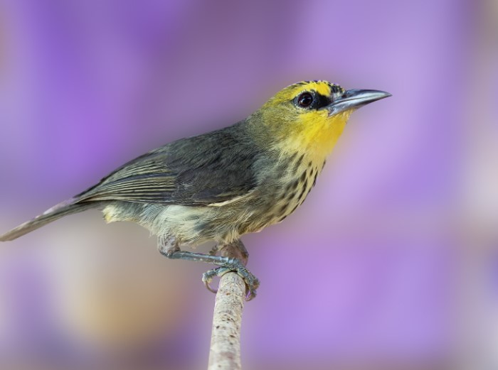 Opior Timur, burung asli dari Indonesia Timur