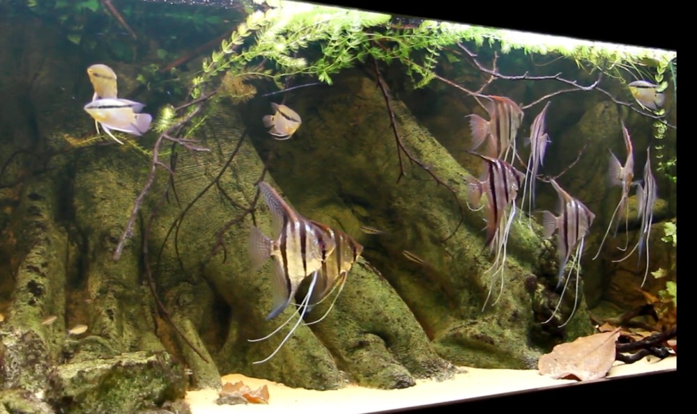 Ikan Angel Fish