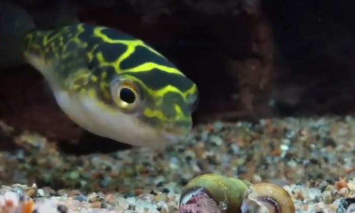 Ikan Buntal, indah menggemaskan