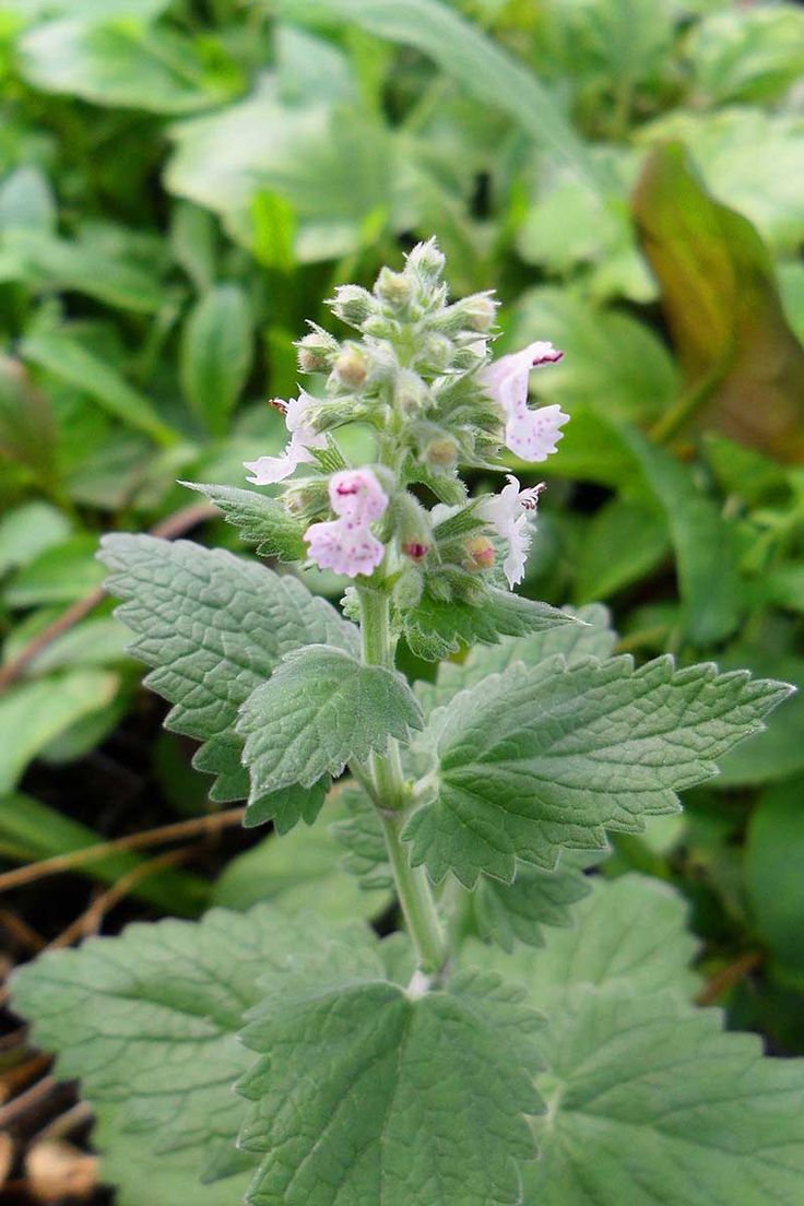 Tumbuhan Catnip
