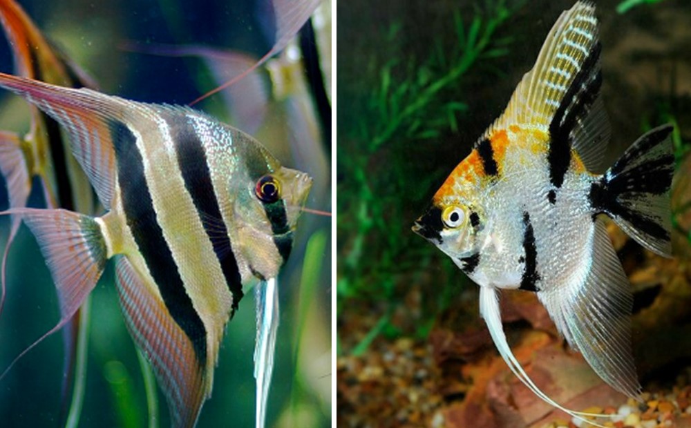 Angel Fish dan Man Fish, hampir sama tapi beda sifat
