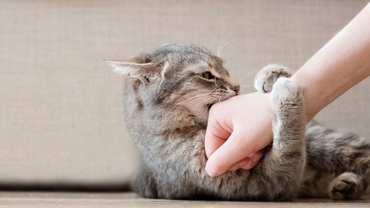 Selain Bisa Memijat, Beginilah Cara Kucing Menunjukkan Kasih Sayang kepada Manusia