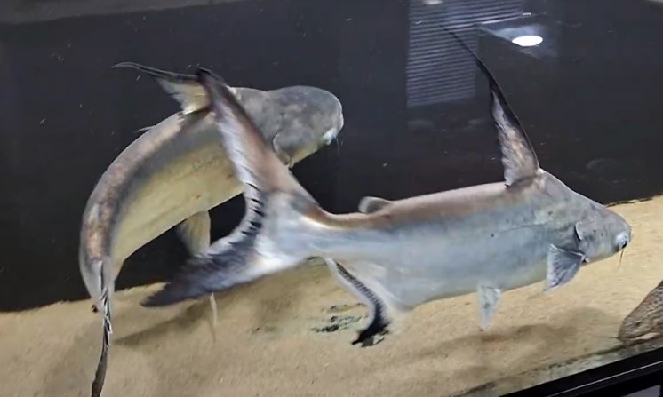 Ikan Genghis Khan