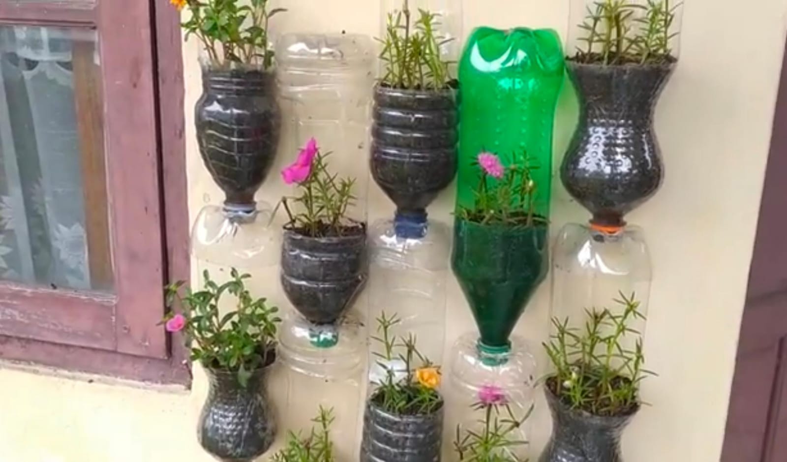 Contoh vertical garden sederhana dari botol bekas.