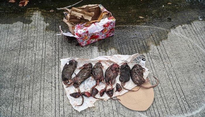 Teror bangkai tikus ke kantor redaksi Tempo.