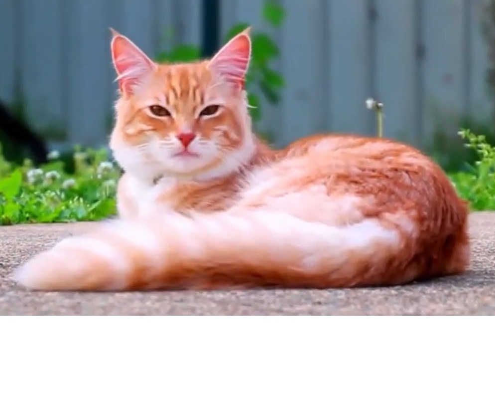 Kucing Anggora, anggun dan manja