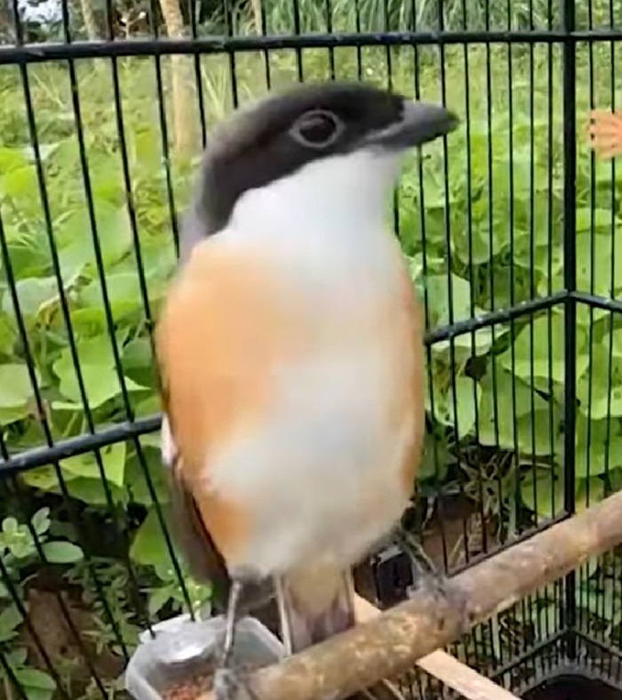 Cendet, kandang bersih untuk jaga kesehatan