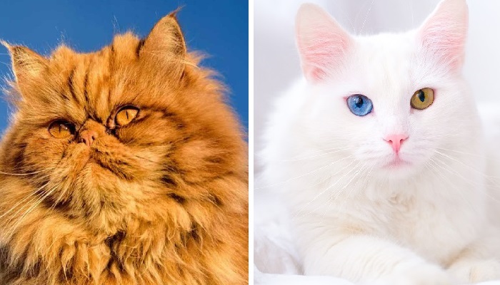 Kucing Persia dan Kucing Anggora, sama-sama kucing bangsawan