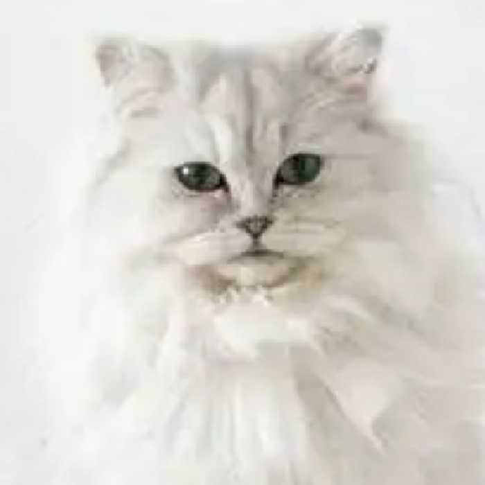 Kucing Persia, perlu perhatian khusus agar tetap sehat dan menggemaskan