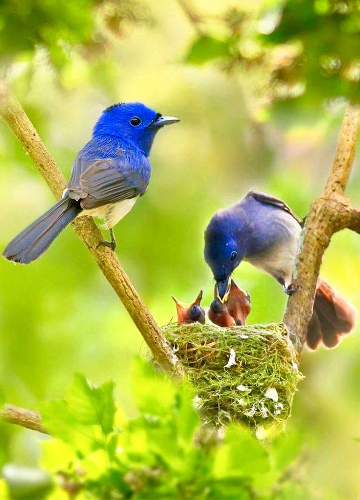 Kehicap Ranting, pemburu serangga kecil