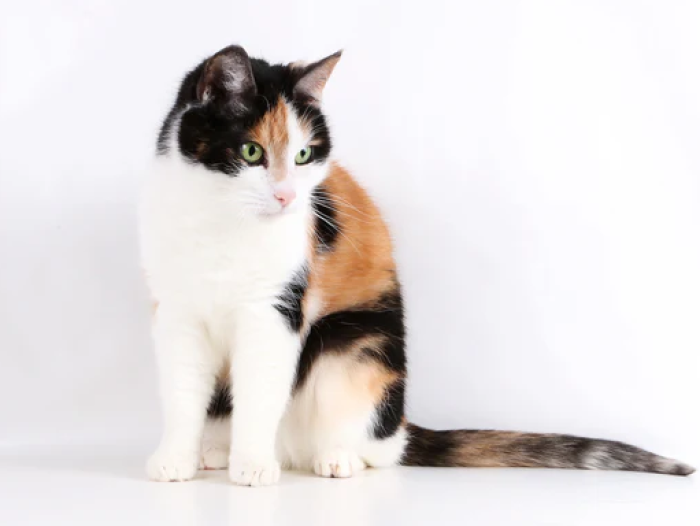 Kucing belang telon, sering dikaitka dengan mitos