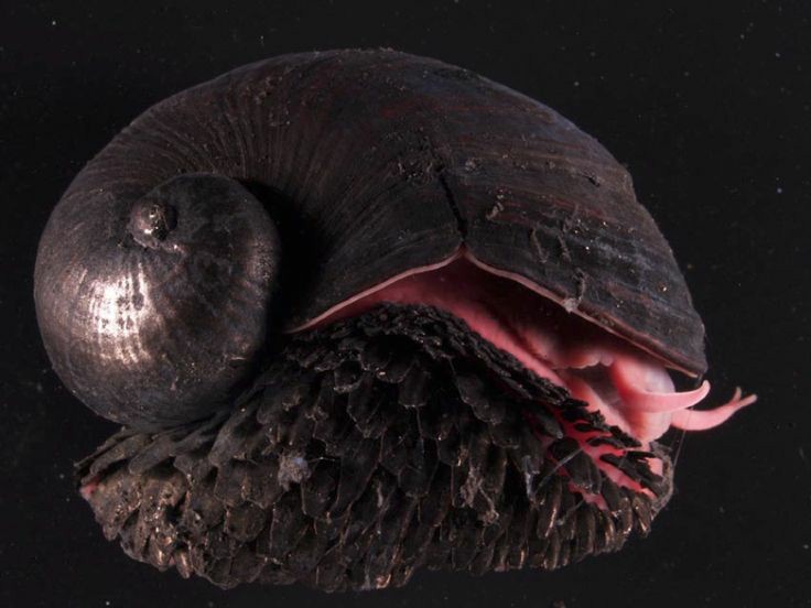 Siput Gunung Berapi