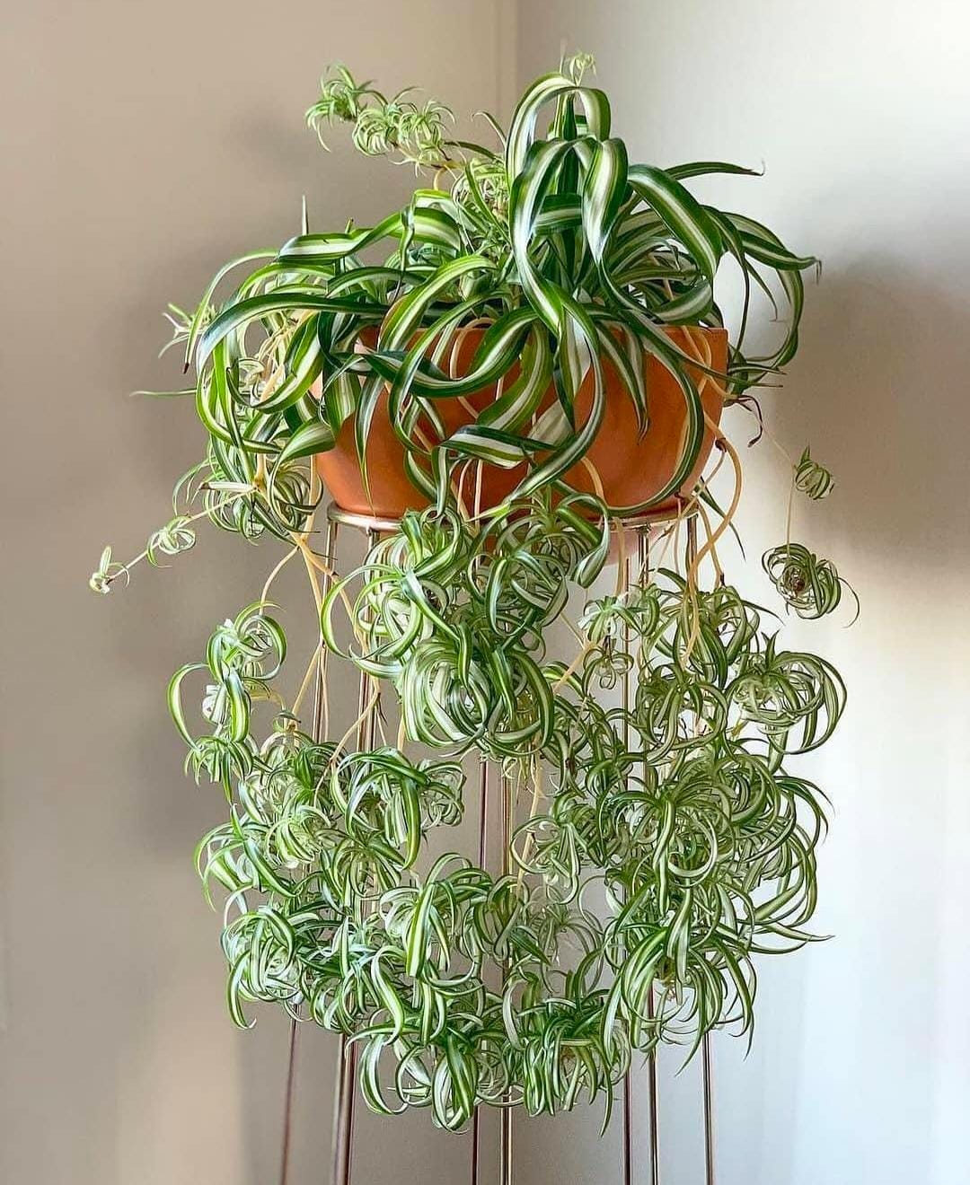 Spiderplant menjadi salah satu tanaman hias gantung favorit untuk dekorasi rumah.