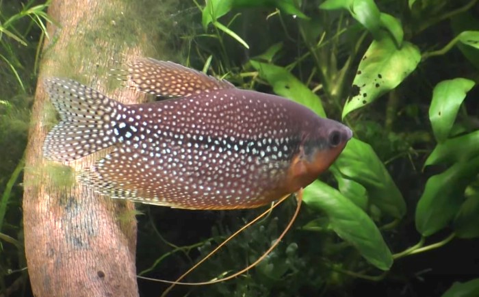 Ikan Sepat Mutiara
