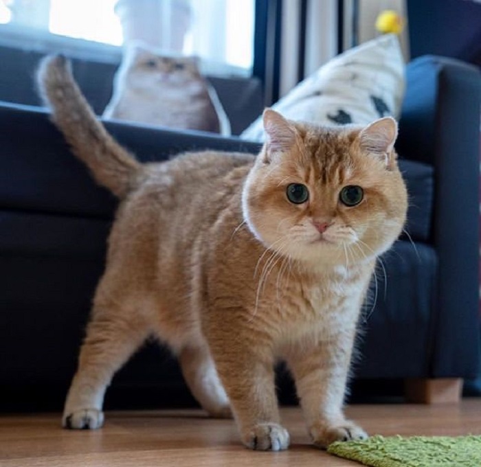 Alasan Kucing Takut pada Air, Salah Satunya Karena Terdeteksi Aroma Kimia